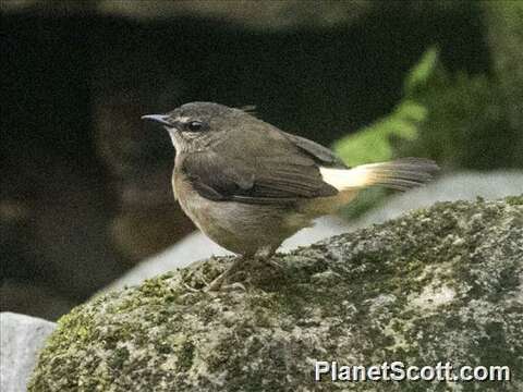 Myiothlypis Cabanis 1851 resmi