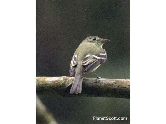 Image of Empidonax Cabanis 1855