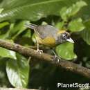 Image of Dusky-faced Tanager