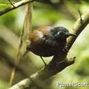 Image of Chestnut-backed Antbird