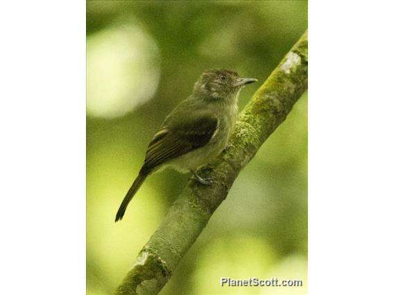 Image of Pewee