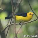 Image of Black-and-yellow Tanager