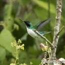 Image of Purple-crowned Fairy