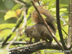 Image de Sciurus Linnaeus 1758