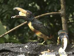 Image of Aracari