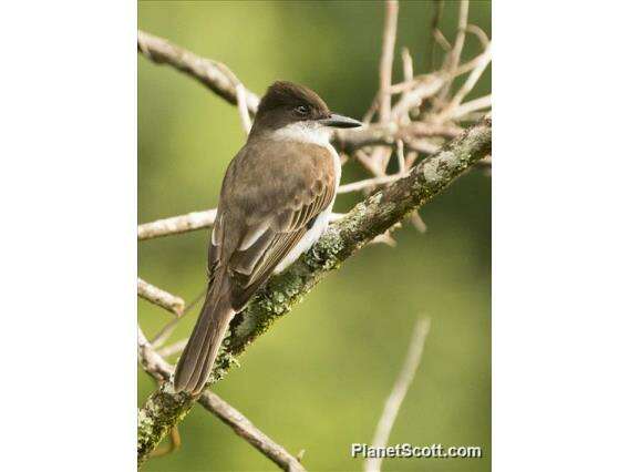 Image of Kingbird