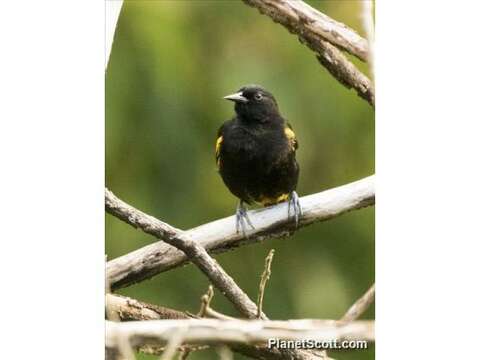 Image of Puerto Rican Oriole