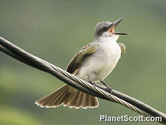 Image of Kingbird