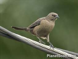 Image of Cowbird