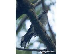 Image of Red-legged Thrush