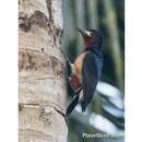 Image of Puerto Rican Woodpecker