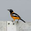 Icterus icterus (Linnaeus 1766) resmi