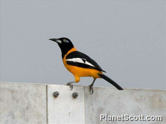 Image of New World orioles