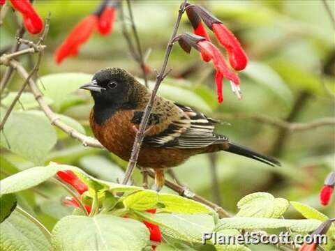 Image of New World orioles