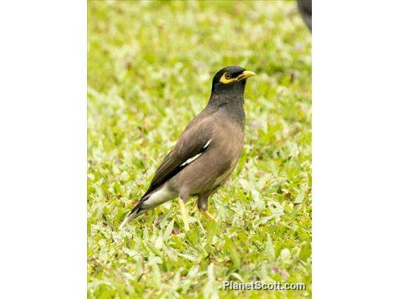 Image of Myna