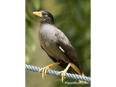 Image of Myna