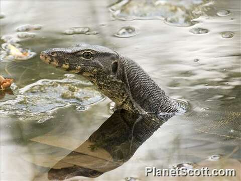 Image of monitor lizards