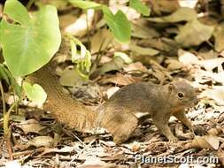 Image of Callosciurus Gray 1867