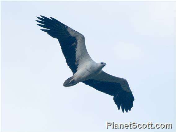 Image of Sea eagles