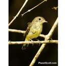 Image of Brown-chested Jungle Flycatcher