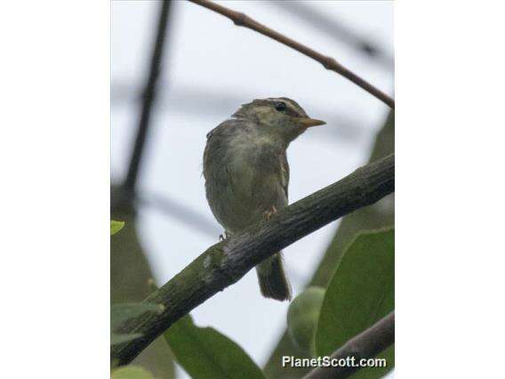 Imagem de Phylloscopus borealis (Blasius & JH 1858)