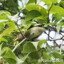 Image of Orange-bellied Flowerpecker