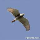 Image of Sulawesi Goshawk