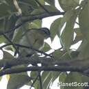 Image of Sulawesi Leaf Warbler