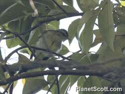 Image of Sulawesi Leaf Warbler