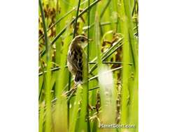 Image of Cisticola Kaup 1829