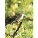 Image of Clamorous Reed Warbler