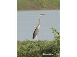 Image of Ardea Linnaeus 1758