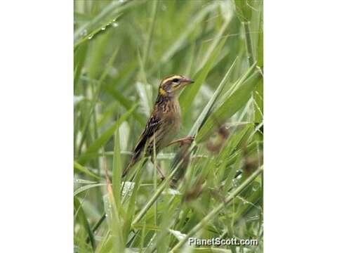 Image of Streaked Weaver