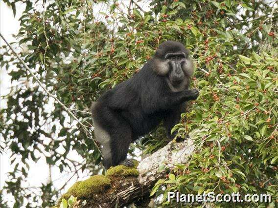 Image de Macaque De Tonkean