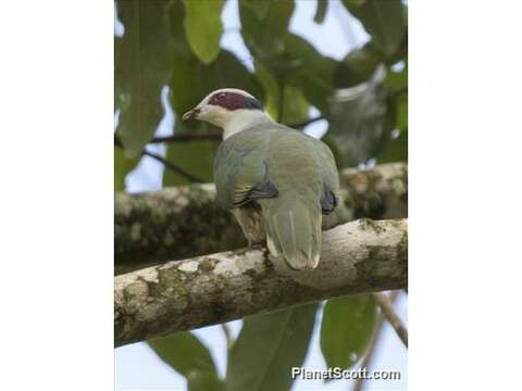 Image of Ptilinopus Swainson 1825