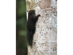 Image of Sulawesi tree squirrel