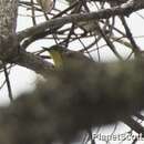 Image of Golden-bellied Gerygone