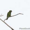 Image of Citrine Lorikeet or Yellow-and-green Lorikeet