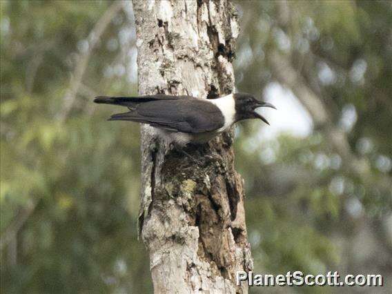 Image of Piping Crow