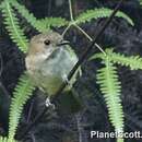 صورة Pachycephala sulfuriventer (Walden 1872)