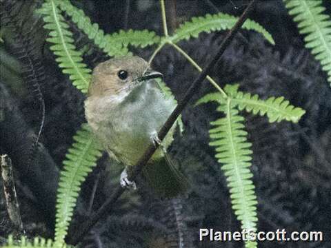 Imagem de Pachycephala Vigors 1825