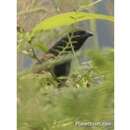 Image of Lesser Coucal