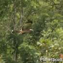 Image of Spotted Harrier