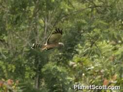 Image of Spotted Harrier
