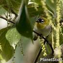 Image of Black-crowned White-eye