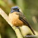 Image of Blue-fronted Blue Flycatcher