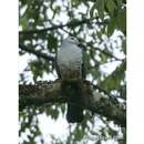 Image of Gray-headed Imperial-Pigeon