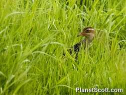 Image of Lord Howe wood rail