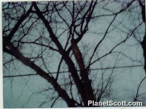 Image of Screech owl