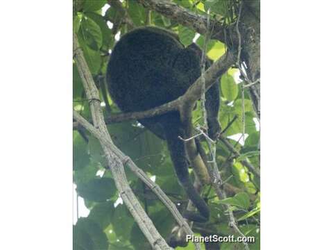 Image of Bear cuscus